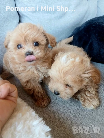 Малтипу/той пудел, снимка 1