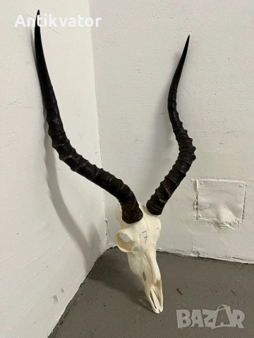 Трофей от африканска импала, снимка 2 - Декорация за дома - 54345812