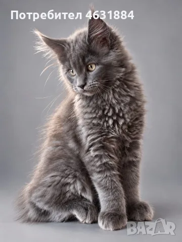 Коте от породата Мейн Кун, снимка 3 - Мейн кун - 56274900