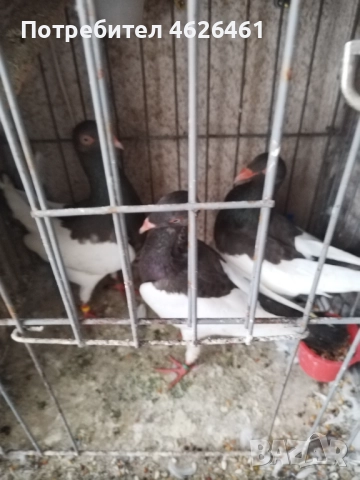 Датски летачи, снимка 6 - Гълъби - 52098870