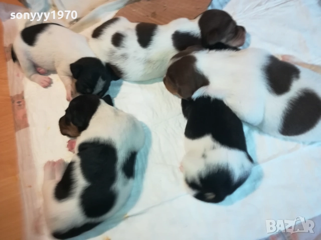 ДЖАК РЪСЕЛ БЕБЕТА-УНИКАЛНИ СЛАДУРИ 250ЛВ ЗА ЕДНО 3008251451