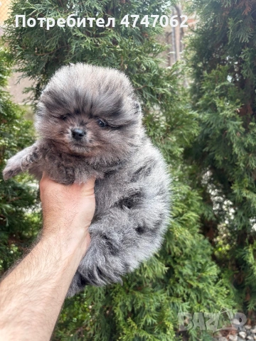 Померан момче