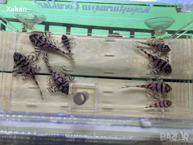 L 236 SW и SY 6.5-7см, снимка 10 - Рибки - 50275511