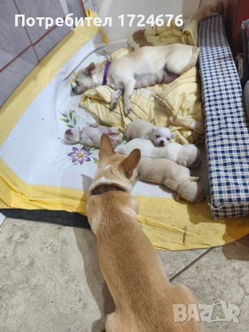 мини чихуахуа, снимка 12 - Чихуахуа - 52731439