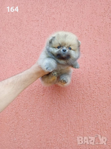 Померан. Мини момче. Реални снимки от 29.04.2026 г.