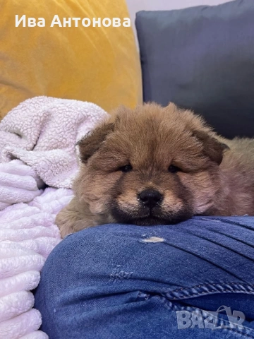 Продавам куче бебе Чау Чау на 48 дни , снимка 4 - Чау Чау - 53899342