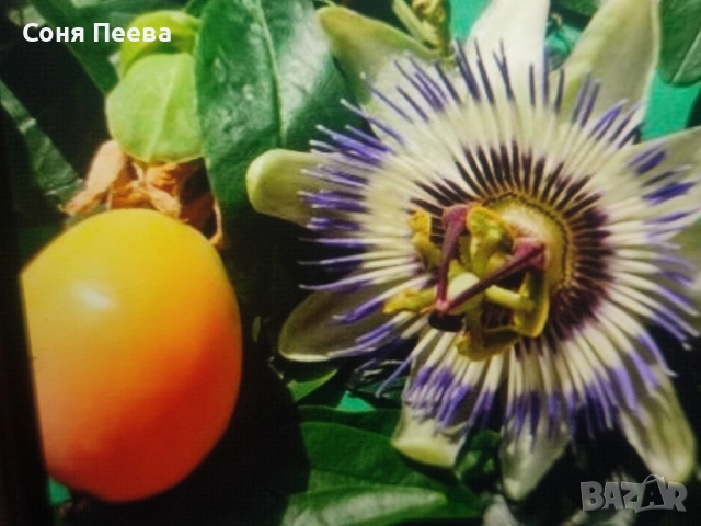 Пасифлора в контейнер