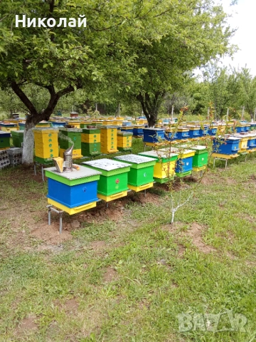 Отводки 2026г, снимка 2 - Други животни - 53300627