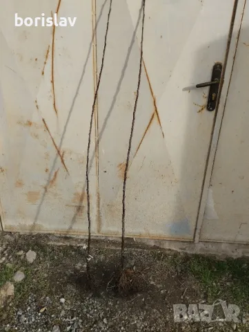 Продавам плодни дръвчета - праскови, кайсии, круши, ябълки, сливи, вишни, череши и дюли, снимка 15 - Градински цветя и растения - 42413795