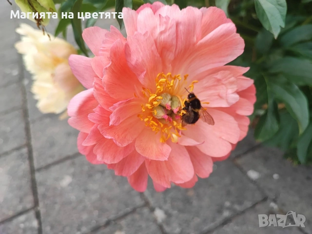 Божур Коралов залез с променящи се цветове, снимка 6 - Градински цветя и растения - 54137685