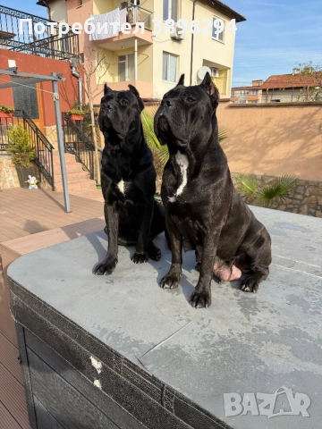 Уникални кученца кане корсо италяно,шоу клас чистокръвни., снимка 6 - Кане корсо - 52775457