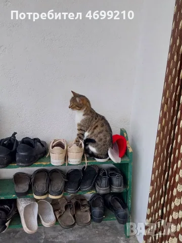 Подаряваме котенце , снимка 5 - Други - 56216095