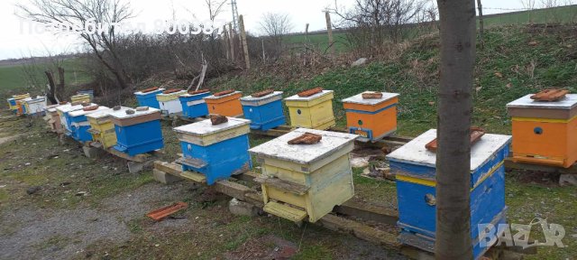 Продавам малки пчелни семейства, снимка 3 - За пчели - 44295307