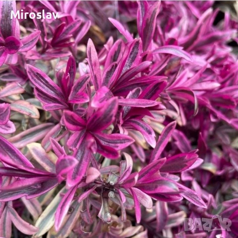 Хебе „Розова Принцеса“ , снимка 5 - Градински цветя и растения - 53878378