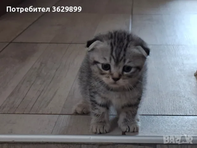 правоухи и клепоухи шотландски котета, снимка 10 - Други - 56275721