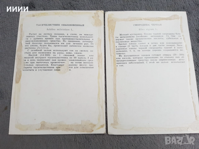 Картичка билка 27 бр, снимка 2 - Антикварни и старинни предмети - 52374222