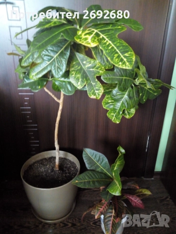 Планински кротон, височина 45-100см./цени в описанието , снимка 8 - Стайни растения - 44861352