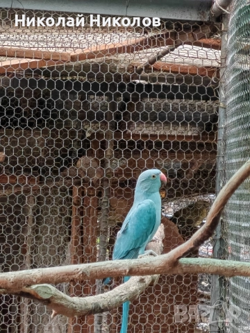Малки александри, снимка 9 - Папагали - 51972524