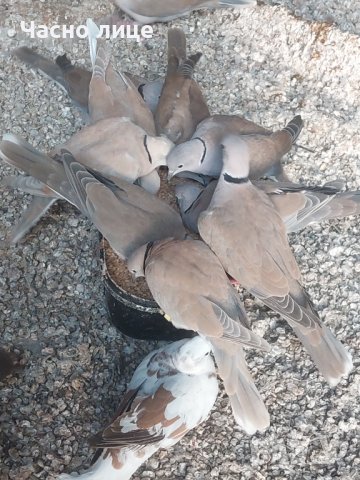 смеищисе гугутки на едро и дребно , снимка 3 - други­ - 14319229