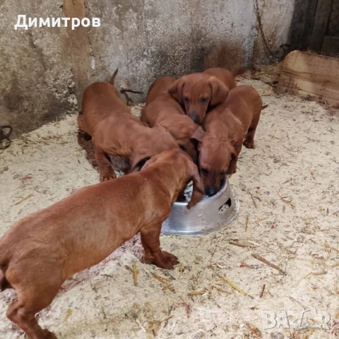 Дакелчета , снимка 2 - Дакели - 53222666