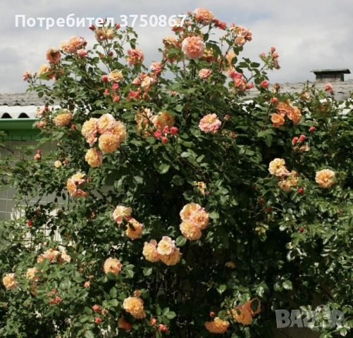 🌹 РОЗА 🌹 Aloha®, снимка 3 - Градински цветя и растения - 54154256