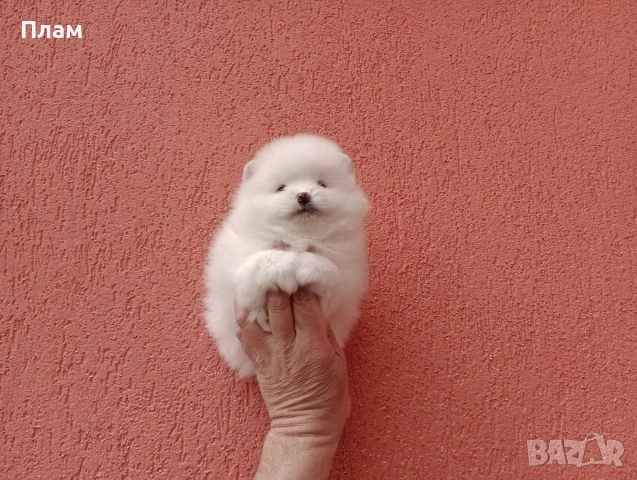 Померани.Реални снимки ! Мъжки и женски., снимка 6 - Померан - 54038182