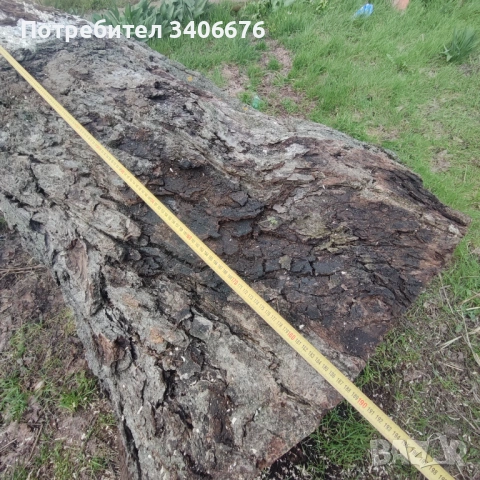 Ствол от вековен орех, снимка 3 - Дърводелски услуги - 54030859