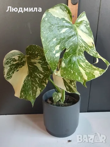 Monstera Thai Constellation /Монстера Тай Констеллейшъ