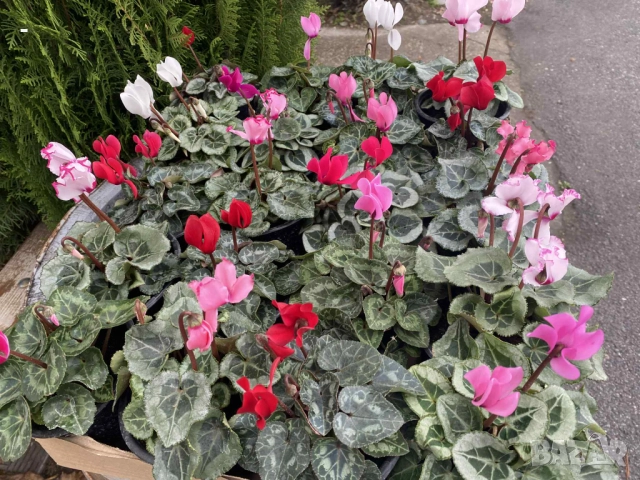 ПРОМО! 6 броя циклами , снимка 5 - Стайни растения - 52392095