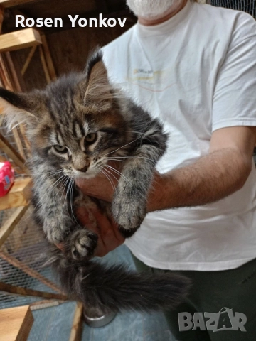 Мейн Кунчета със родословие и документи от частен развъдник., снимка 2 - Мейн кун - 52308491