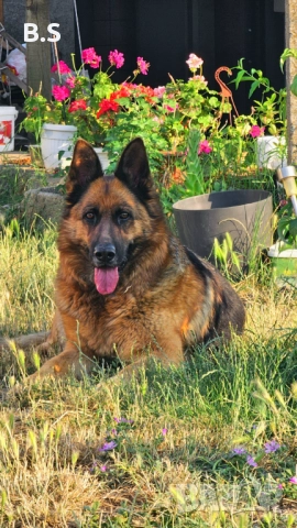 Немска овчарка женска , снимка 4 - Немска овчарка - 52536918