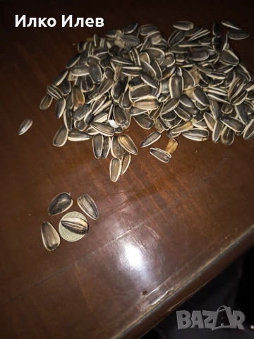 Едър слънчоглед