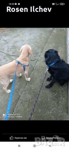 Хотел за кучета,зайци,гризачи ,птици и котки, снимка 5 - Ветеринари и услуги - 32793072