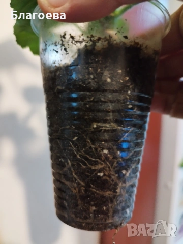 Мушкато оранжево , снимка 3 - Стайни растения - 52511737