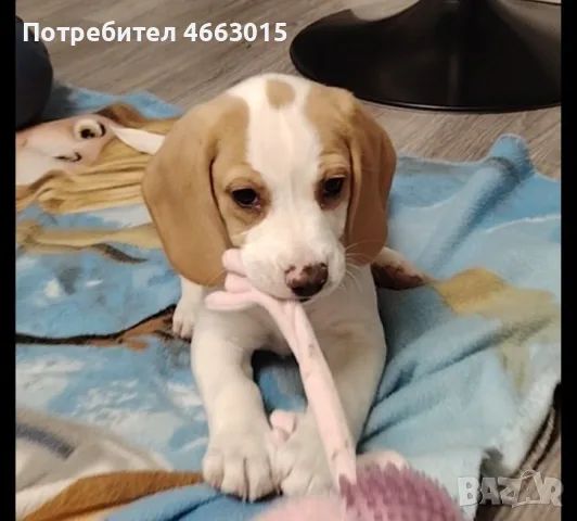 Куче лимонов Бигъл женско
