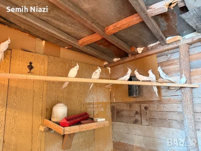 Продавам бели корели