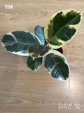 Фикус еластика Тинеке, снимка 1