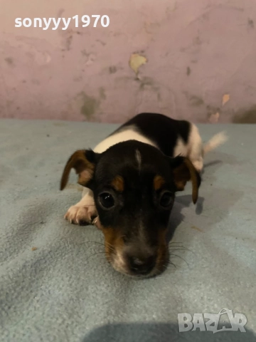 ДЖАК РЪСЕЛ 250ЛВ ЗА КУТРЕ С ВАКСИНА И ПАСПОРТ 1510250824, снимка 11 - Джак ръсел териер - 52059298