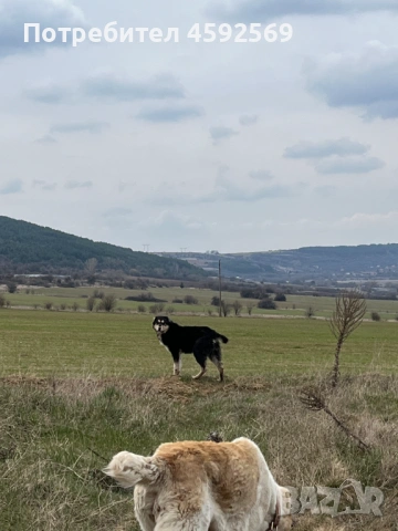 САО-Алабай, снимка 6 - Алабай - 53928529