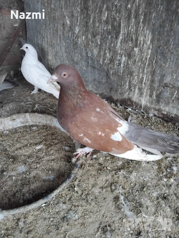 продавам гълъби , снимка 8 - Гълъби - 53939048