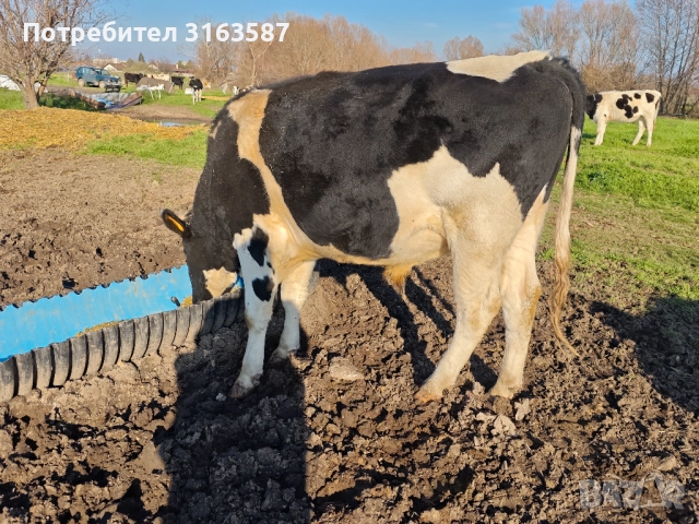 Телета 400-500кг, снимка 4 - Крави - 52809791