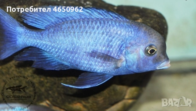 Аквариумни риби, африкански цихлиди от езерото Малави, снимка 10 - Рибки - 52414237