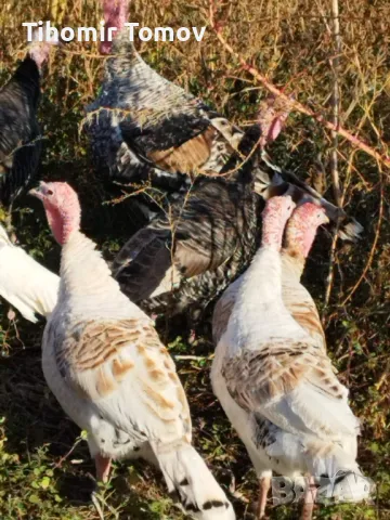 продавам домашно гледани пуйки пуяци 