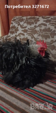 Яйца от къдрав мини кохин 