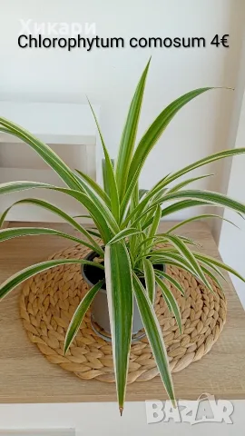Хлорофитум Chlorophytum comosum 