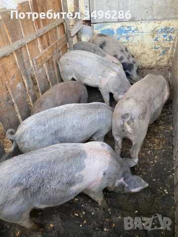 Продавам прасета