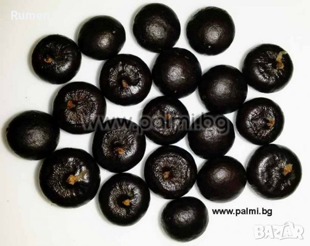 Продавам семена от студоустоичиви палми - 5 вида, снимка 13 - Разсади - 38409108