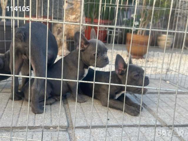 Френски булдог, снимка 3 - Френски булдог - 51817849