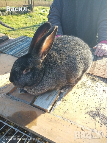 Зайци домашни 