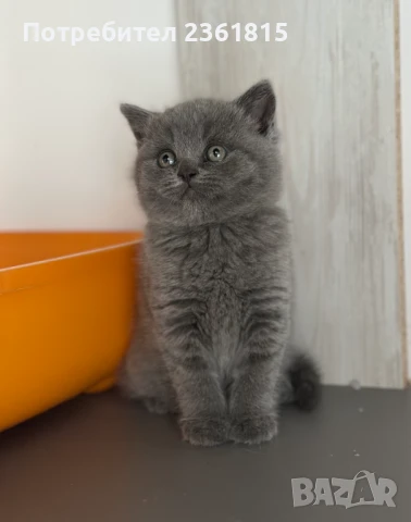 Чистокръвно мъжко синьо британче, снимка 14 - Британска късокосместа - 51088371